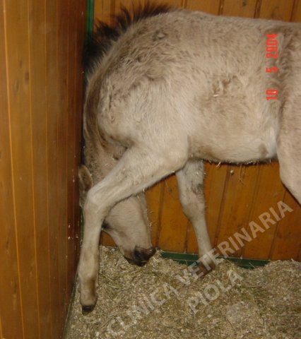 puledro con encefalite batterica